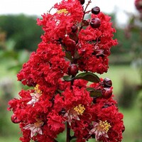 Myrta krepová červená - Lagerstroemia indica ´Dynamite´ Co10L