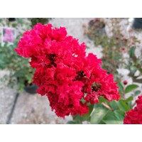 Myrta krepová červená - Lagerstroemia indica ´Dynamite´ Co10L