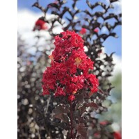 Myrta krepová červená - Lagerstroemia indica ´Rubra Magnifica´ Co3L 30/40