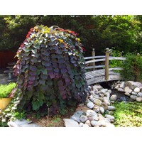Judášovec kanadský - Cercis canadensis ´Ruby Falls´ Co15L 175/200