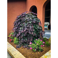 Judášovec kanadský - Cercis canadensis ´Ruby Falls´ Co15L 175/200