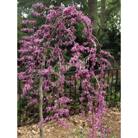Judášovec kanadský - Cercis canadensis ´Ruby Falls´ Co15L 175/200