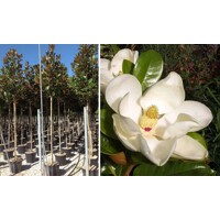 Magnólia veľkokvetá - Magnolia grandiflora 'Gallisoniensis' Co18L -vysokokmeň 6/8