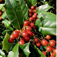 ILEX X NELLIE R. STEVENS Co20L 1/2 kmeň