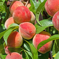Broskyňa zakrslá - Prunus persica ´Diamond´ - na 1/4 kmeni