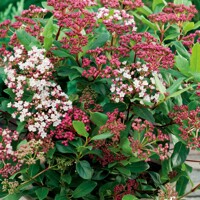 Kalina Dávidova - Viburnum davidii  Co2L 30/35