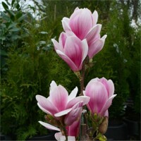 Magnolia 'Satisfaction'  Co10L  120/140