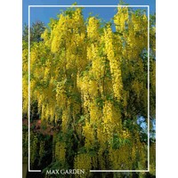 Štedrec hybridný - Laburnum ´Watereri Vossii´ Co10L km80/100