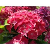 Hortenzia kalinolistá - Hydrangea macrophylla 'Early Blue'® P14