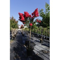Myrta krepová červená - Lagerstroemia indica ´Rubra Magnifica´ Co25L - vysokokmeň